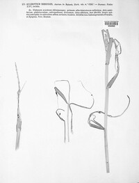 Ceratorhiza rhizodes image
